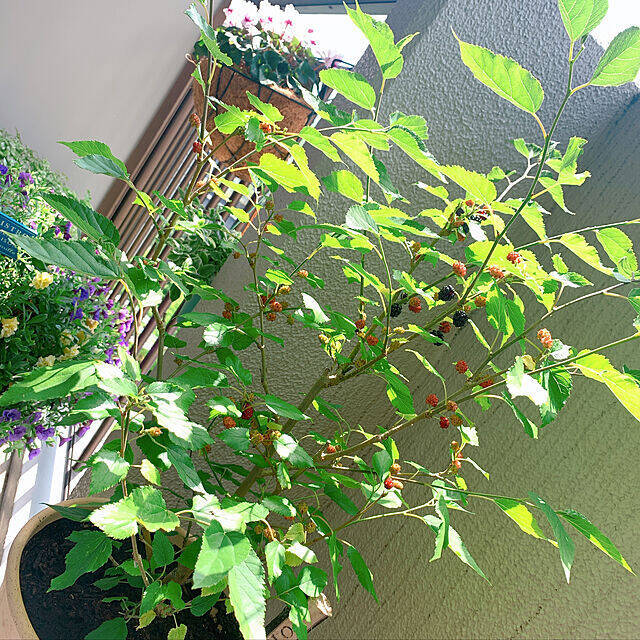 暮らしに喜びと充実感を与えてくれる♡ベランダ栽培の楽しみ方