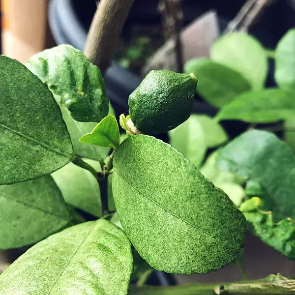 「暮らしに喜びと充実感を与えてくれる♡ベランダ栽培の楽しみ方」の画像