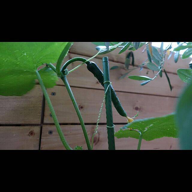 暮らしに喜びと充実感を与えてくれる♡ベランダ栽培の楽しみ方