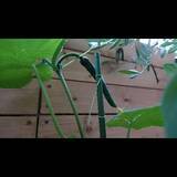 「暮らしに喜びと充実感を与えてくれる♡ベランダ栽培の楽しみ方」の画像3