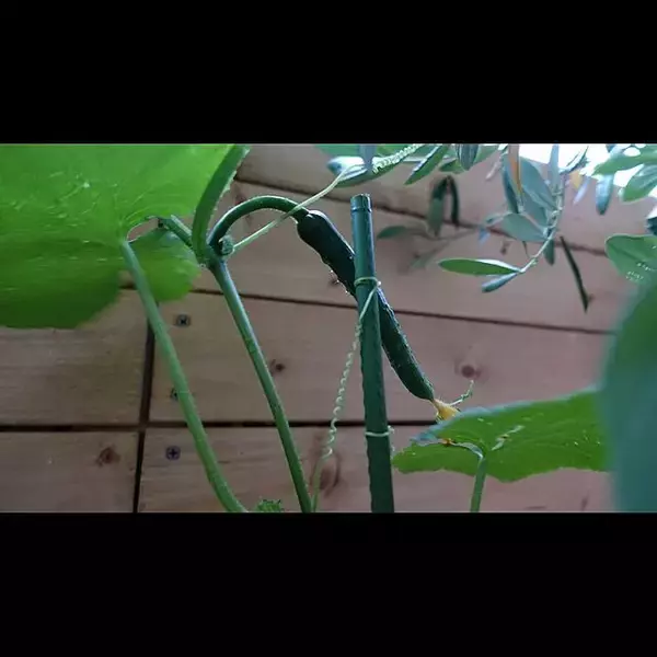 「暮らしに喜びと充実感を与えてくれる♡ベランダ栽培の楽しみ方」の画像