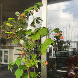 「暮らしに喜びと充実感を与えてくれる♡ベランダ栽培の楽しみ方」の画像5