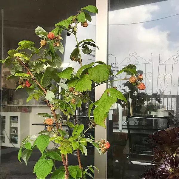 「暮らしに喜びと充実感を与えてくれる♡ベランダ栽培の楽しみ方」の画像