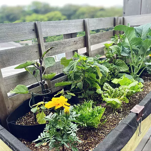 「暮らしに喜びと充実感を与えてくれる♡ベランダ栽培の楽しみ方」の画像