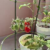 「暮らしに喜びと充実感を与えてくれる♡ベランダ栽培の楽しみ方」の画像2