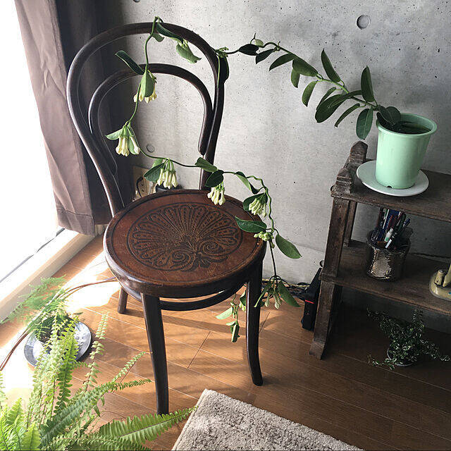 「30m2。開放感たっぷりに趣と植物、音を味わうくつろぎのワンルーム」 by uhyoさん