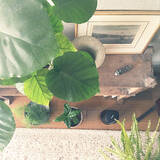 「「30m2。開放感たっぷりに趣と植物、音を味わうくつろぎのワンルーム」 by uhyoさん」の画像12