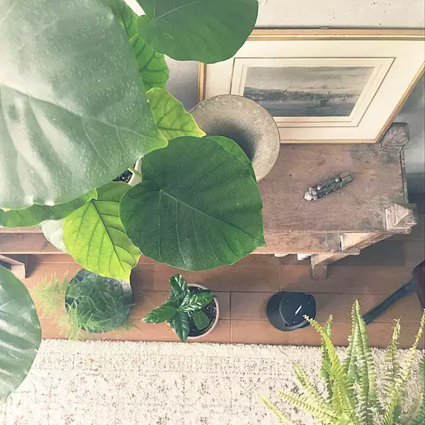 「「30m2。開放感たっぷりに趣と植物、音を味わうくつろぎのワンルーム」 by uhyoさん」の画像