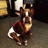 「もっと快適に過ごせるように♪年をとったペットが暮らしやすくなる工夫」の画像5