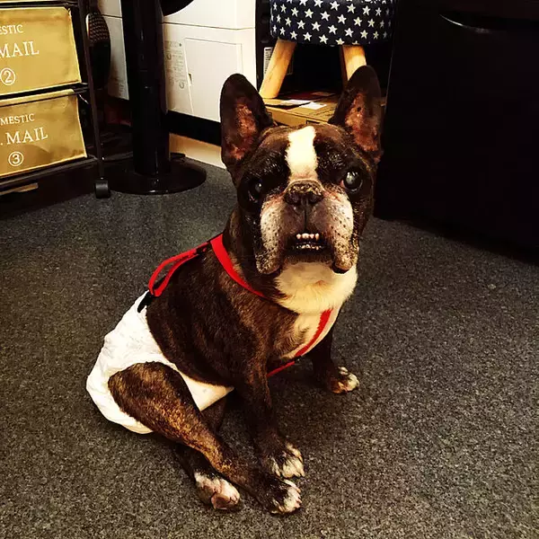 「もっと快適に過ごせるように♪年をとったペットが暮らしやすくなる工夫」の画像