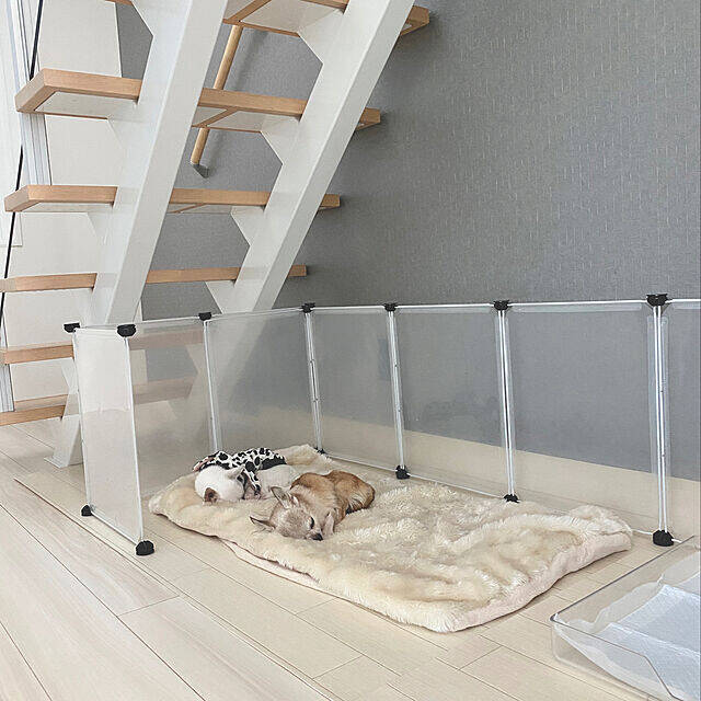 もっと快適に過ごせるように♪年をとったペットが暮らしやすくなる工夫