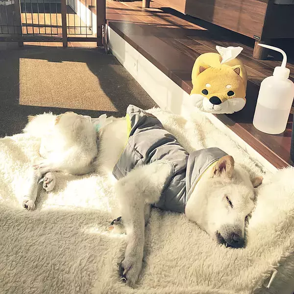 「もっと快適に過ごせるように♪年をとったペットが暮らしやすくなる工夫」の画像