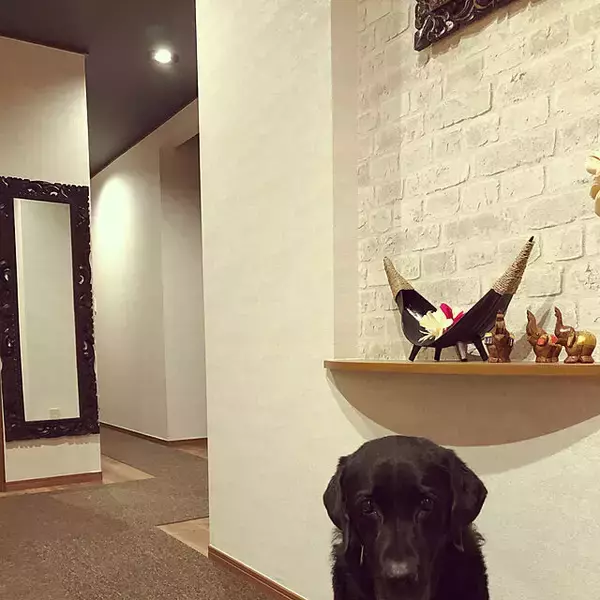 「もっと快適に過ごせるように♪年をとったペットが暮らしやすくなる工夫」の画像