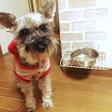 「もっと快適に過ごせるように♪年をとったペットが暮らしやすくなる工夫」の画像4