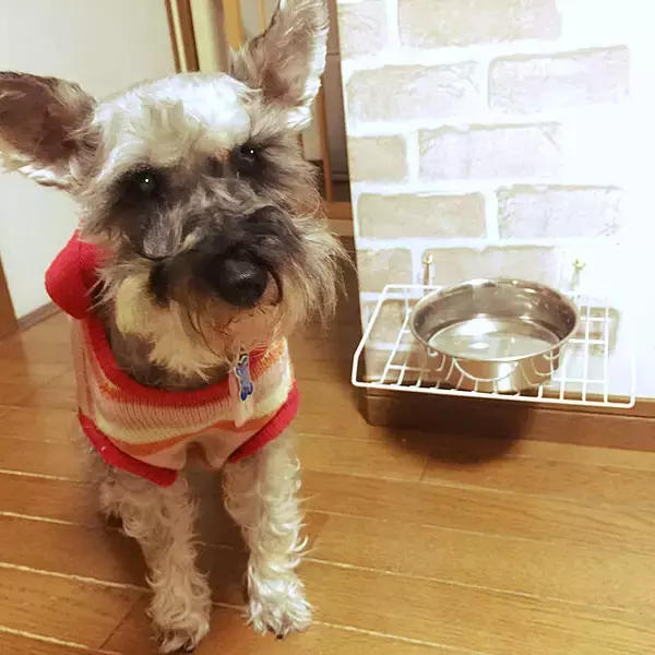 「もっと快適に過ごせるように♪年をとったペットが暮らしやすくなる工夫」の画像