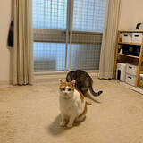 「飼い主さんもこれで安心！猫ちゃんの脱走防止対策アイデア」の画像2