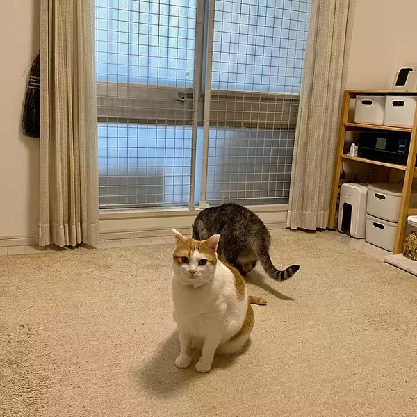 「飼い主さんもこれで安心！猫ちゃんの脱走防止対策アイデア」の画像