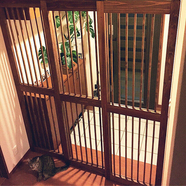 飼い主さんもこれで安心！猫ちゃんの脱走防止対策アイデア