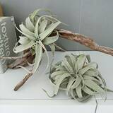 「粘土の可能性が広がるハンドメイド作品☆お部屋に映える大人の粘土細工」の画像4