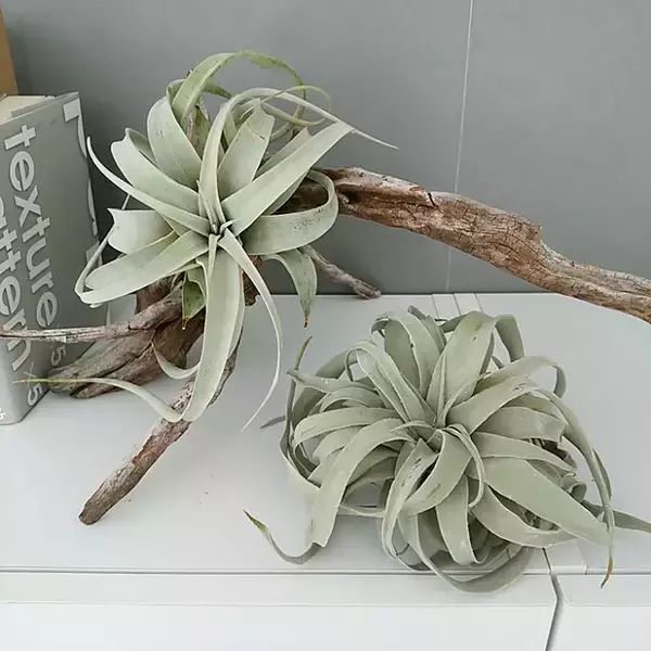 「粘土の可能性が広がるハンドメイド作品☆お部屋に映える大人の粘土細工」の画像