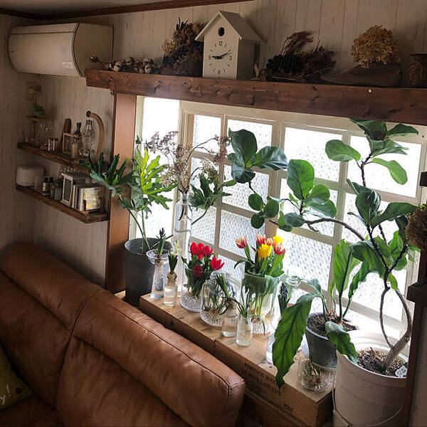 お部屋に気軽に取り入れやすい 水耕栽培を始めてみませんか 年12月日 エキサイトニュース