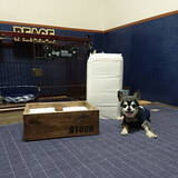 「自分好みに作れるのが魅力！犬好きによる犬のためのDIY実例10選」の画像2