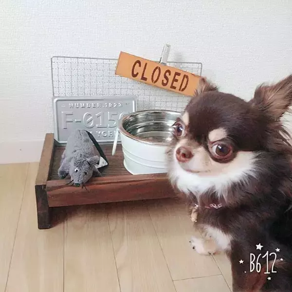 「自分好みに作れるのが魅力！犬好きによる犬のためのDIY実例10選」の画像