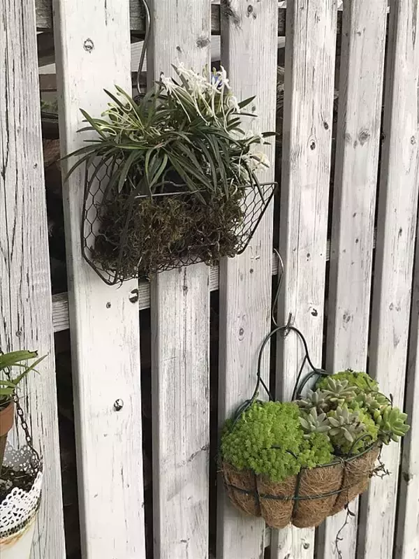 「「ワイヤーメッシュラティスを曲げるだけでできる、壁・塀掛け植木カゴ」 by ayomoyuさん」の画像