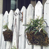 「「ワイヤーメッシュラティスを曲げるだけでできる、壁・塀掛け植木カゴ」 by ayomoyuさん」の画像4