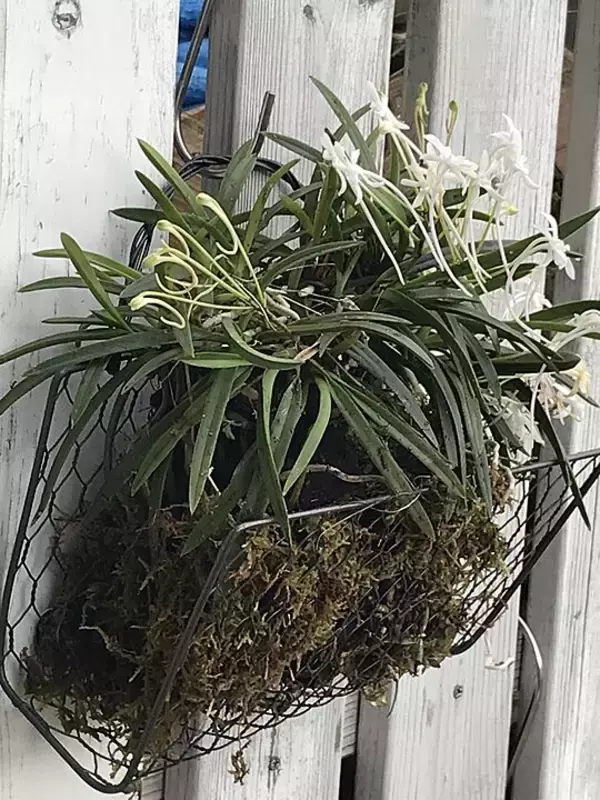 「「ワイヤーメッシュラティスを曲げるだけでできる、壁・塀掛け植木カゴ」 by ayomoyuさん」の画像