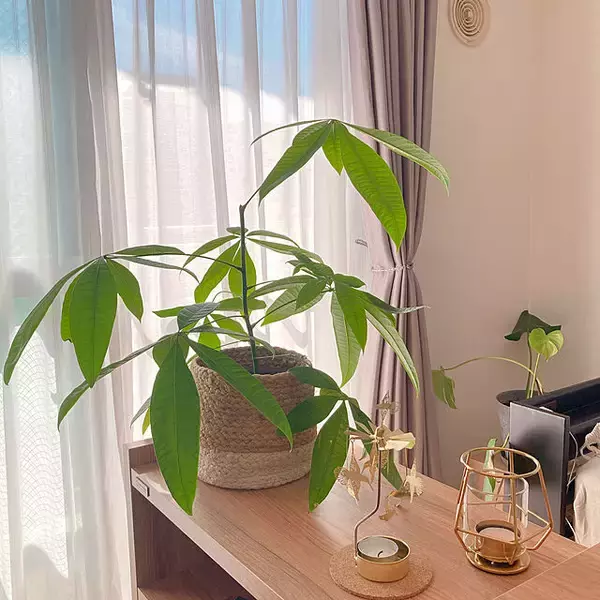 「「25ｍ2。暮らして眺めて癒される、品よく可憐なお部屋づくり」 by kaoroomさん」の画像