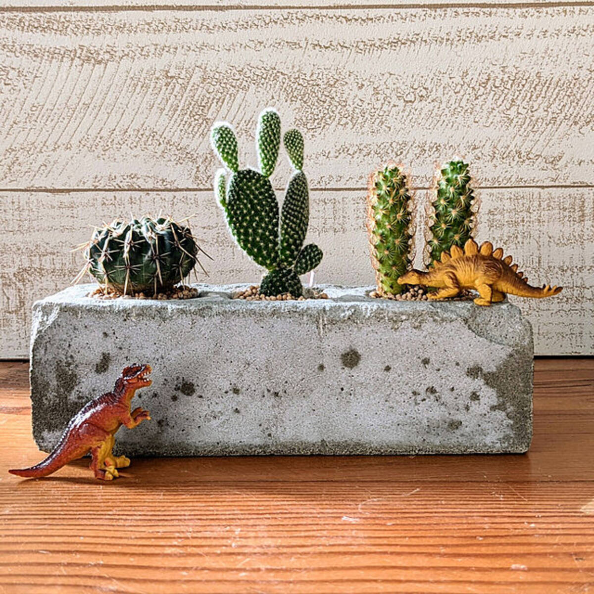 お部屋のワンランクアップを目指して インテリア映えするサボテンの飾り方 21年8月10日 エキサイトニュース