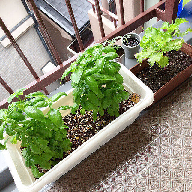 自分で育てたものを食卓へ 好みの植物で始めるベランダ菜園 21年3月31日 エキサイトニュース