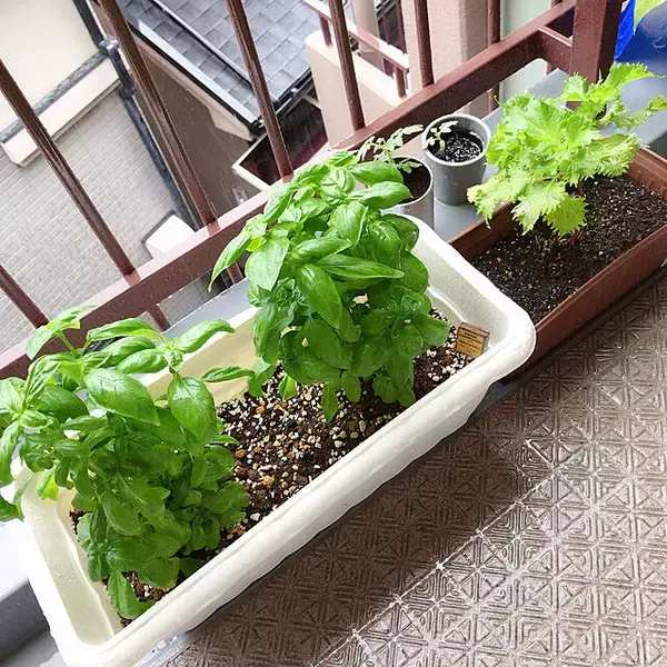 「自分で育てたものを食卓へ☆好みの植物で始めるベランダ菜園」の画像