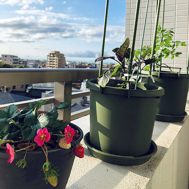 自分で育てたものを食卓へ☆好みの植物で始めるベランダ菜園