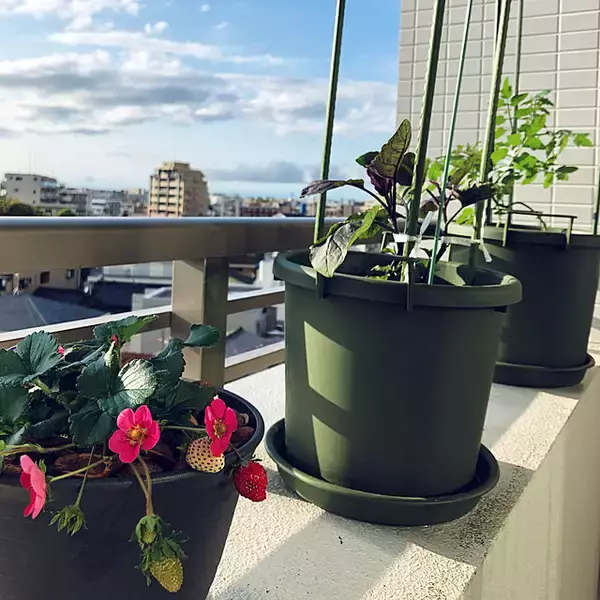 「自分で育てたものを食卓へ☆好みの植物で始めるベランダ菜園」の画像