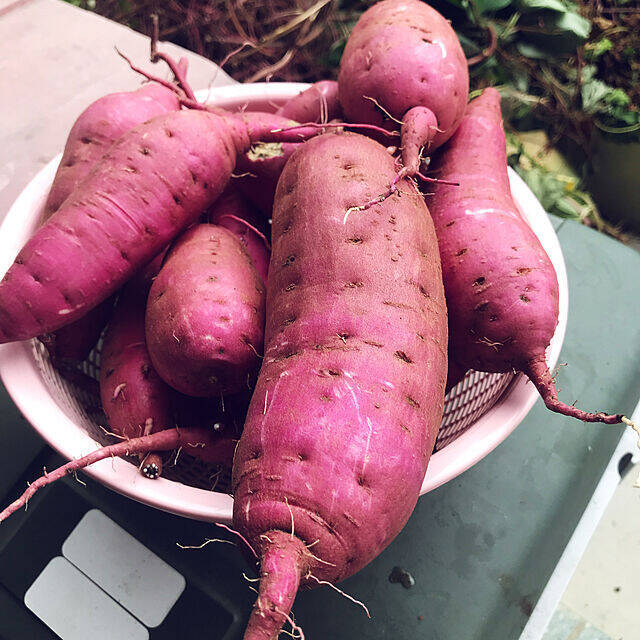 自分で育てたものを食卓へ☆好みの植物で始めるベランダ菜園