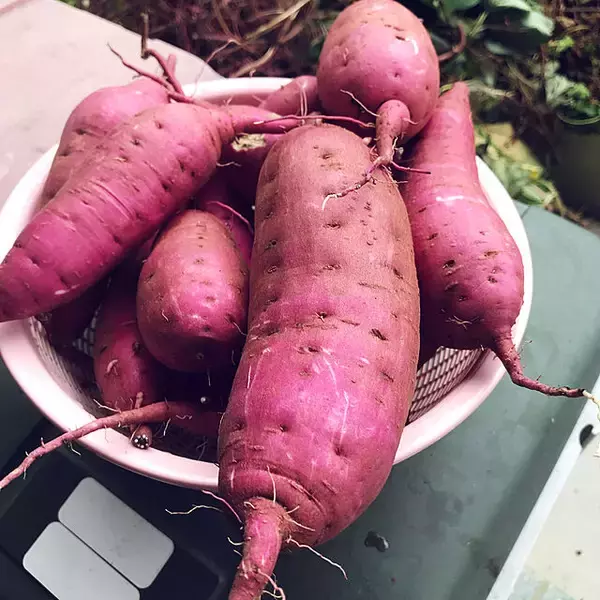 「自分で育てたものを食卓へ☆好みの植物で始めるベランダ菜園」の画像
