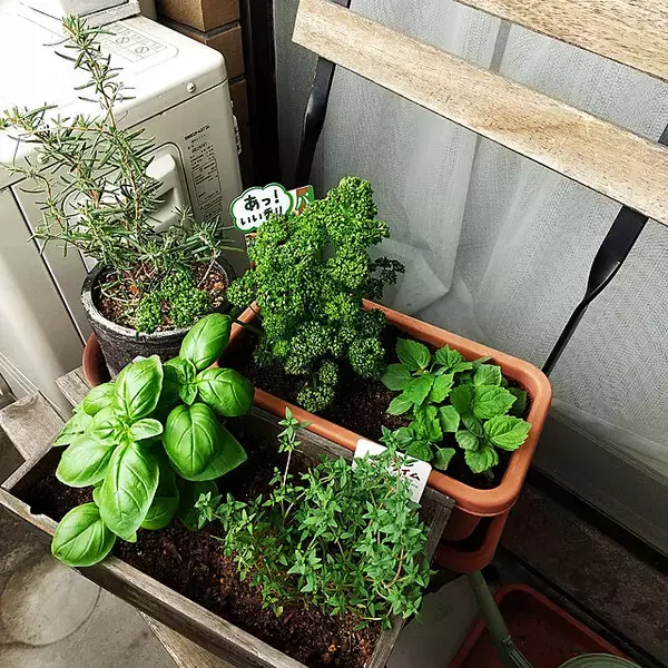 「自分で育てたものを食卓へ☆好みの植物で始めるベランダ菜園」の画像