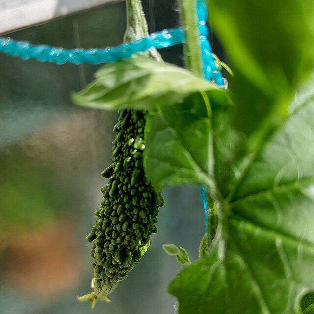 自分で育てたものを食卓へ☆好みの植物で始めるベランダ菜園