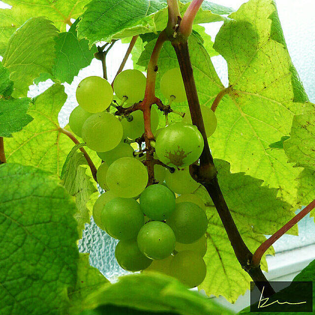 自分で育てたものを食卓へ☆好みの植物で始めるベランダ菜園