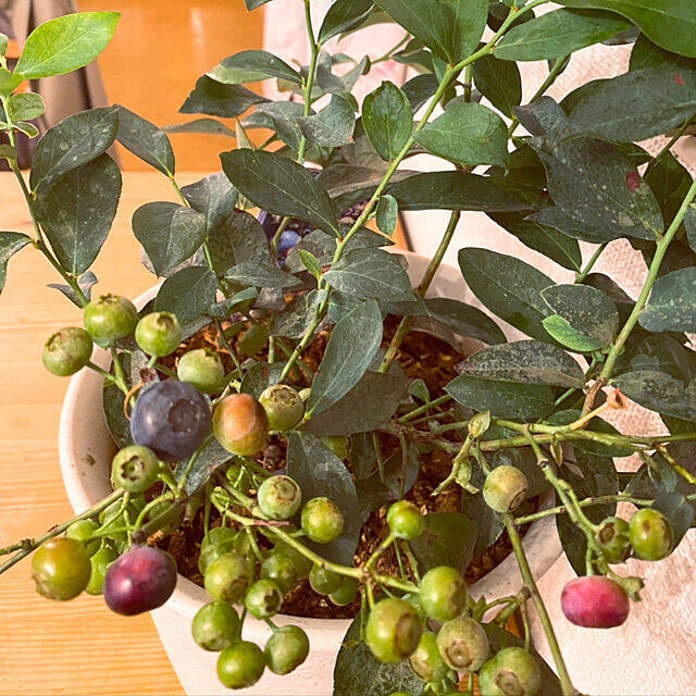 自分で育てたものを食卓へ☆好みの植物で始めるベランダ菜園