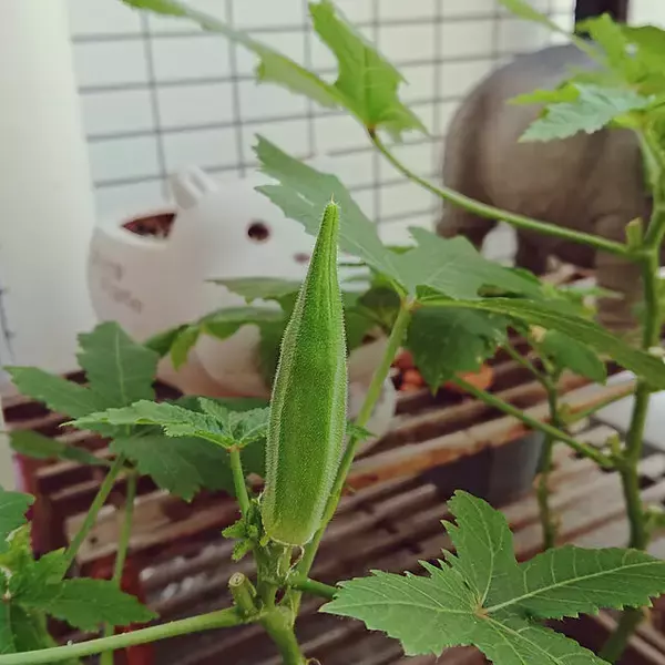 「自分で育てたものを食卓へ☆好みの植物で始めるベランダ菜園」の画像