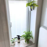 「インテリア映えを狙うならグリーンはコレが◎ふんわり涼しげなアジアンタム」の画像5