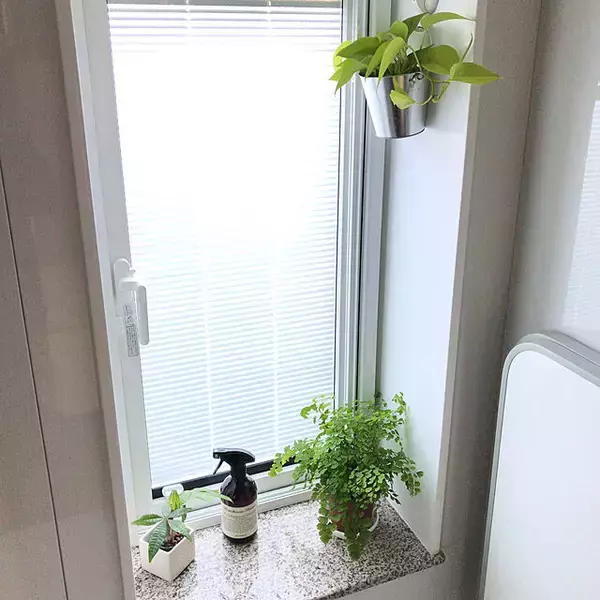 「インテリア映えを狙うならグリーンはコレが◎ふんわり涼しげなアジアンタム」の画像