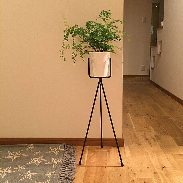 インテリア映えを狙うならグリーンはコレが◎ふんわり涼しげなアジアンタム