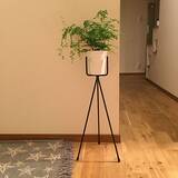 「インテリア映えを狙うならグリーンはコレが◎ふんわり涼しげなアジアンタム」の画像8