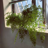 「インテリア映えを狙うならグリーンはコレが◎ふんわり涼しげなアジアンタム」の画像2