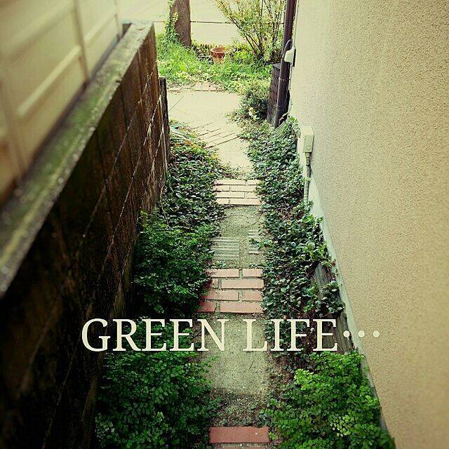 インテリア映えを狙うならグリーンはコレが◎ふんわり涼しげなアジアンタム