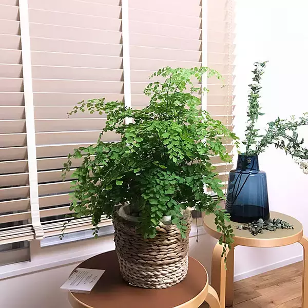 「インテリア映えを狙うならグリーンはコレが◎ふんわり涼しげなアジアンタム」の画像